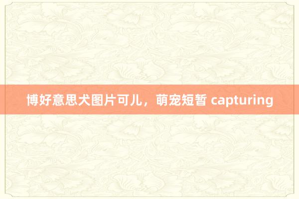 博好意思犬图片可儿,萌宠短暂 capturing